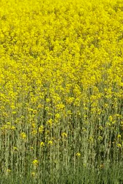 Rape area Stock Photos