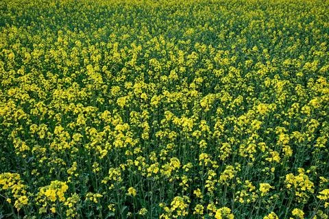 Rape is blooming in the field, full frame. Plant Stock Photos