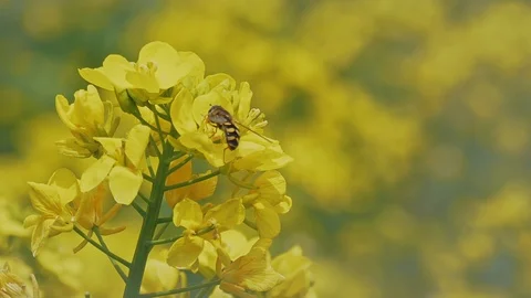 Rape blossom with bee slow motion in Nagano, Japan. 動画素材 109142719