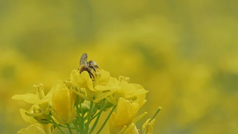 Rape blossom with bee slow motion in Nagano, Japan. Stock Footage 109142757