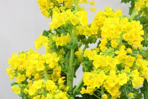 Rape blossom close up Stock Photos