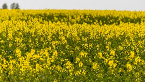 Rape blossom field Stock Photos