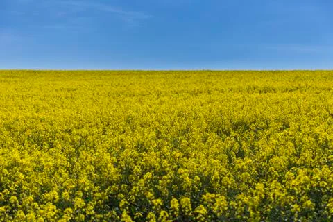 Rape blossom field Stock Photos