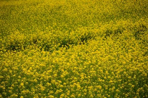 A rape blossom field, Selective focus. Foto stock