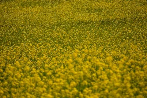 A rape blossom field, Selective focus. Stock Photos