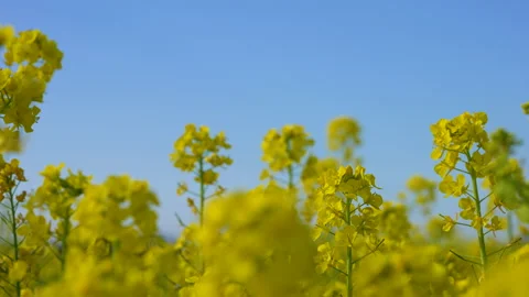 Rape blossom field tilt-down video shooting. Stock Footage 147802363