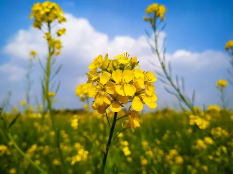 Rape blossoming landscape 库存照片
