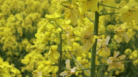 Rape blossoms and bees Stock Footage 241148710