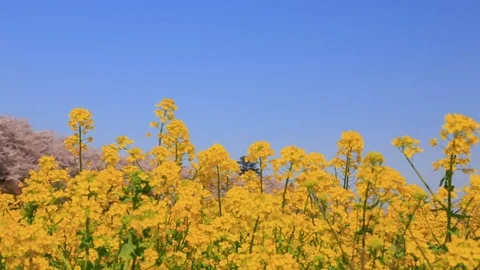 Rape blossoms and cherry blossom in Gongendo, Satte, Saitama, Japan Stock Footage 100873779