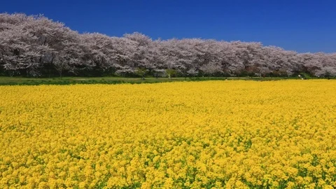 Rape blossoms and cherry blossom in Gongendo, Satte, Saitama, Japan Stock Footage 100873789