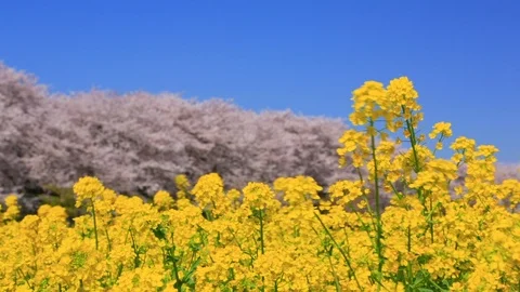 Rape blossoms and cherry blossom in Gongendo, Satte, Saitama, Japan Stock Footage 100873792