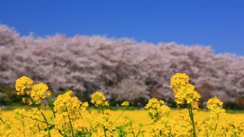 Rape blossoms and cherry blossom in Gongendo, Satte, Saitama, Japan Stock Footage 100873795