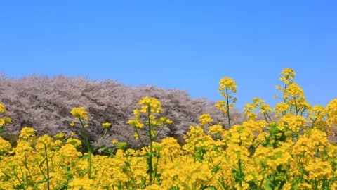 Rape blossoms and cherry blossom in Gongendo, Satte, Saitama, Japan Stock Footage 100873796