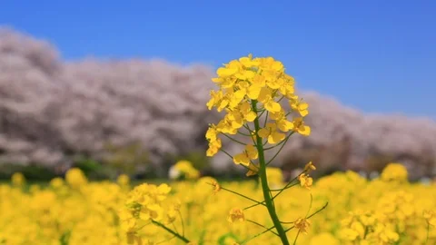 Rape blossoms and cherry blossom in Gongendo, Satte, Saitama, Japan Stock Footage 100873966