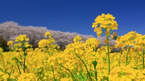 Rape blossoms and cherry blossom in Gongendo, Satte, Saitama, Japan Stock Footage 100874040