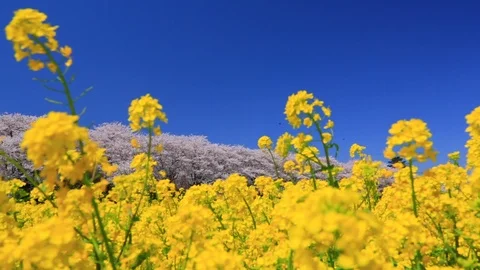 Rape blossoms and cherry blossom in Gongendo, Satte, Saitama, Japan Stock Footage 100874042