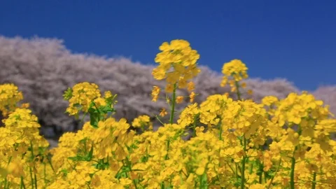 Rape blossoms and cherry blossom in Gongendo, Satte, Saitama, Japan Stock Footage 100874045