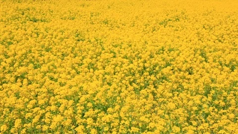 Rape blossoms and cherry blossom in Gongendo, Satte, Saitama, Japan Stock Footage 100874051