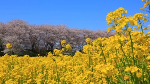 Rape blossoms and cherry blossom in Gongendo, Satte, Saitama, Japan Stock Footage 100874115