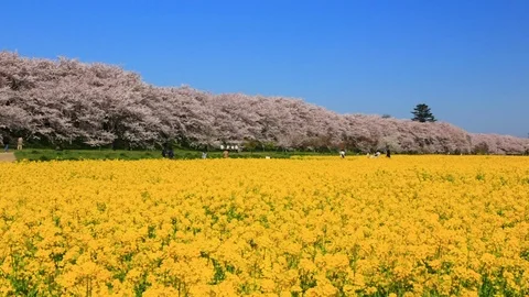 Rape blossoms and cherry blossom in Gongendo, Satte, Saitama, Japan Stock Footage 100875863