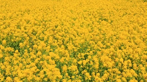 Rape blossoms and cherry blossom in Gongendo, Satte, Saitama, Japan Stock Footage 100875893