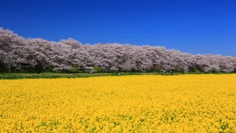 Rape blossoms and cherry blossom in Gongendo, Satte, Saitama, Japan Stock Footage 100875912