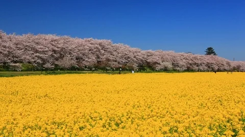Rape blossoms and cherry blossom in Gongendo, Satte, Saitama, Japan Stock Footage 100875992