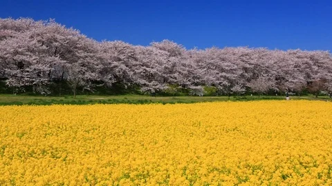Rape blossoms and cherry blossom in Gongendo, Satte, Saitama, Japan Stock Footage 100876032