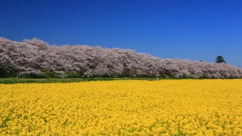 Rape blossoms and cherry blossom in Gongendo, Satte, Saitama, Japan Stock Footage 100876065