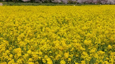 Rape blossoms and cherry blossom in Gongendo, Satte, Saitama, Japan Stock Footage 100982405