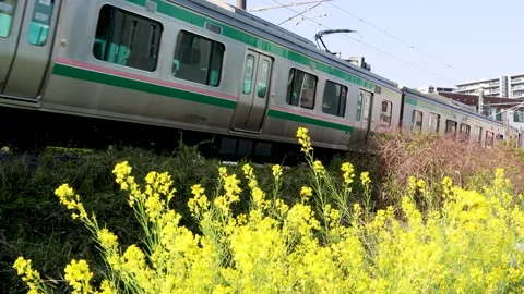 Rape blossoms and train Stock Footage 239793374