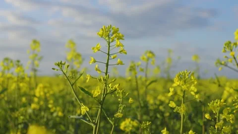 Rape blossoms. Blooming rapeseed fields. Yellow canola flowers. Stock Footage 309103911