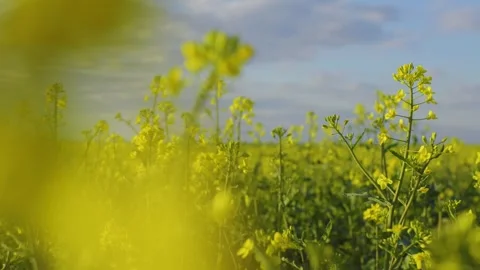 Rape blossoms. Blooming rapeseed fields. Yellow canola flowers. Video stock 309103947