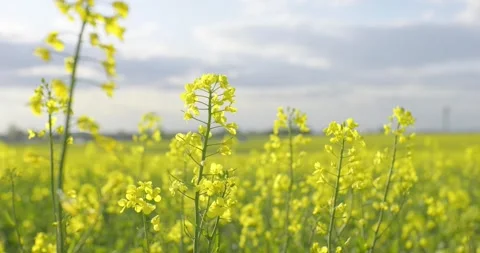 Rape blossoms. Blooming rapeseed fields. Canola flowers swaying in the wind. Video stock 310131166