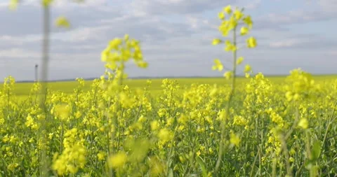 Rape blossoms. Blooming rapeseed fields. Canola flowers swaying in the wind. Video stock 310131176