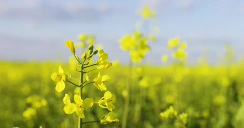 Rape blossoms. Blooming rapeseed fields. Canola flowers swaying in the wind. Video stock 310131278
