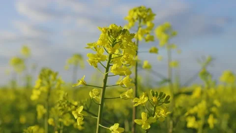 Rape blossoms. Blooming rapeseed fields. Yellow canola flowers. Video stock 310132195