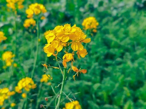 Rape blossoms in the field Stock Photos