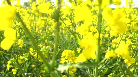 Rape blossoms. Flowering rapeseed field Vídeo Stock 62941162