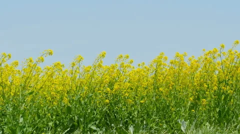 Rape blossoms Stock Footage 49698743