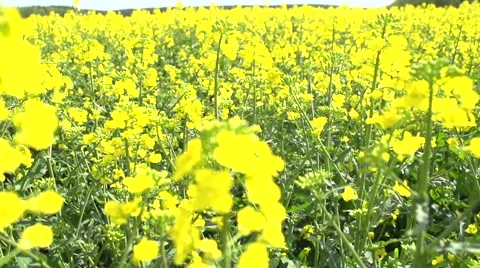 Rape blossoms. Video stock 62941166