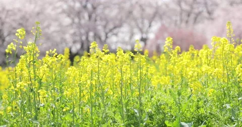 Rape Blossoms Stock Footage 197949731