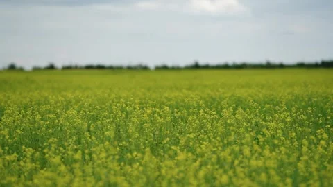 Rape blossoms in full bloom and flowing clouds Stock Footage 319467241