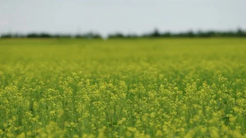 Rape blossoms in full bloom and flowing clouds Stock Footage 319467438