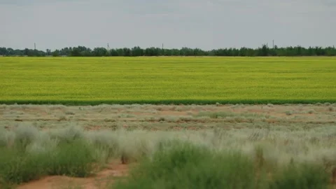 Rape blossoms in full bloom and flowing clouds Stock Footage 319467871