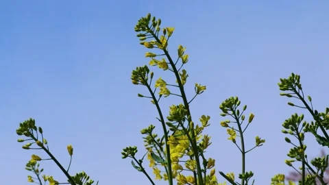 Rape blossoms swaying in the wind Stock Footage 237918841