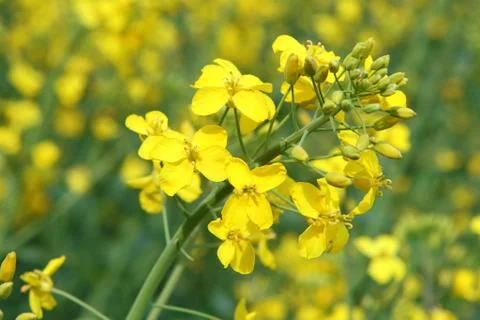 Rape (Brassica napus) Stock Photos
