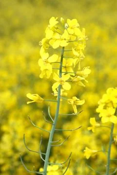 Rape (Brassica napus) Stock Photos