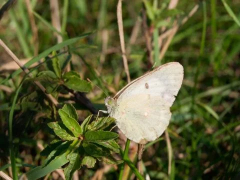 Rape Butterfly (Pieris napi) Stock Photos