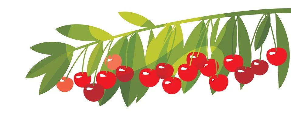 Rape cherry fruit simple flat design element. Stock Illustration